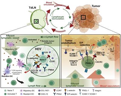 Lymphocyte homing and recirculation with tumor tertiary lymphoid structure formation: predictions for successful cancer immunotherapy